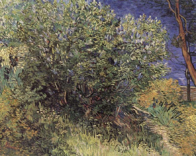 Vincent Van Gogh The Bush France oil painting art